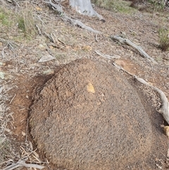 Nasutitermes exitiosus at Ainslie, ACT - 13 Jun 2024