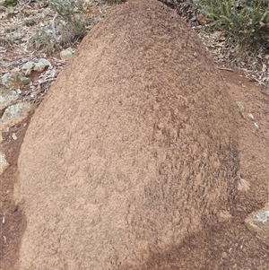 Nasutitermes exitiosus at Ainslie, ACT - suppressed