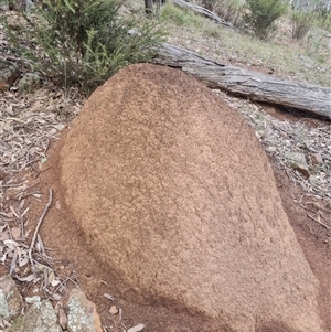 Nasutitermes exitiosus at Ainslie, ACT - suppressed