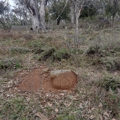 Nasutitermes exitiosus (Snouted termite, Gluegun termite) at Hackett, ACT - 13 Jun 2024 by AaronClausen