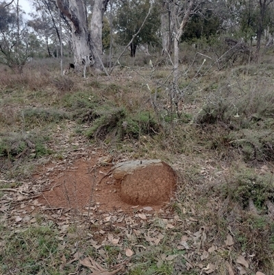 Nasutitermes exitiosus (Snouted termite, Gluegun termite) at Hackett, ACT - 13 Jun 2024 by AaronClausen