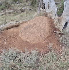 Nasutitermes exitiosus (Snouted termite, Gluegun termite) at Ainslie, ACT - 13 Jun 2024 by AaronClausen