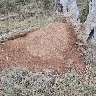 Nasutitermes exitiosus (Snouted termite, Gluegun termite) at Ainslie, ACT - 13 Jun 2024 by AaronClausen