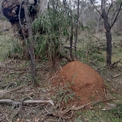 Nasutitermes exitiosus (Snouted termite, Gluegun termite) at Hackett, ACT - 13 Jun 2024 by AaronClausen