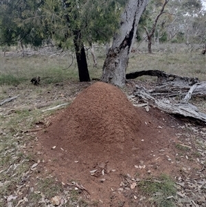 Nasutitermes exitiosus at Hackett, ACT - 13 Jun 2024