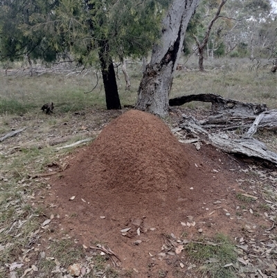 Nasutitermes exitiosus (Snouted termite, Gluegun termite) at Hackett, ACT - 13 Jun 2024 by AaronClausen