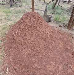 Nasutitermes exitiosus (Snouted termite, Gluegun termite) at Ainslie, ACT - 13 Jun 2024 by AaronClausen