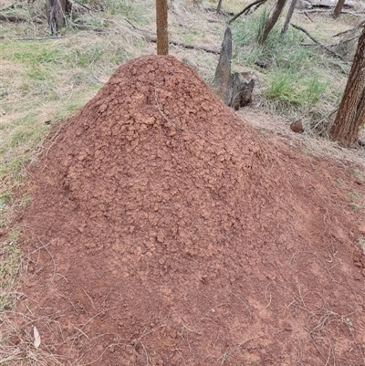 Nasutitermes exitiosus (Snouted termite, Gluegun termite) at Ainslie, ACT - 13 Jun 2024 by AaronClausen