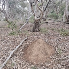 Nasutitermes exitiosus (Snouted termite, Gluegun termite) at Hackett, ACT - 13 Jun 2024 by AaronClausen