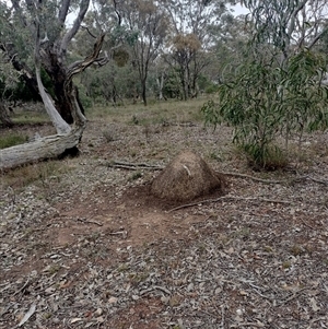 Nasutitermes exitiosus at Hackett, ACT - suppressed