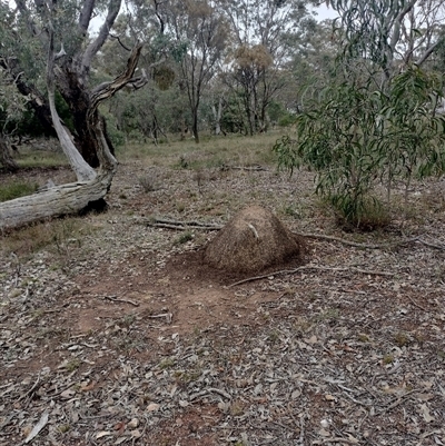 Nasutitermes exitiosus (Snouted termite, Gluegun termite) at Hackett, ACT - 13 Jun 2024 by AaronClausen