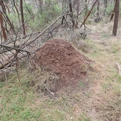 Nasutitermes exitiosus (Snouted termite, Gluegun termite) at Ainslie, ACT - 13 Jun 2024 by AaronClausen