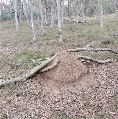 Nasutitermes exitiosus (Snouted termite, Gluegun termite) at Hackett, ACT - 13 Jun 2024 by AaronClausen