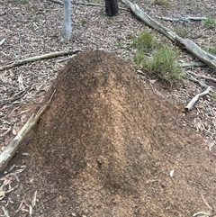 Nasutitermes exitiosus (Snouted termite, Gluegun termite) at Bruce, ACT - 13 Jun 2024 by AaronClausen