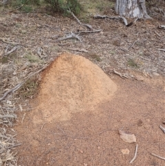 Nasutitermes exitiosus (Snouted termite, Gluegun termite) at Ainslie, ACT - 13 Jun 2024 by AaronClausen