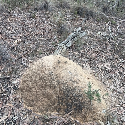 Nasutitermes exitiosus (Snouted termite, Gluegun termite) at Bruce, ACT - 13 Jun 2024 by AaronClausen