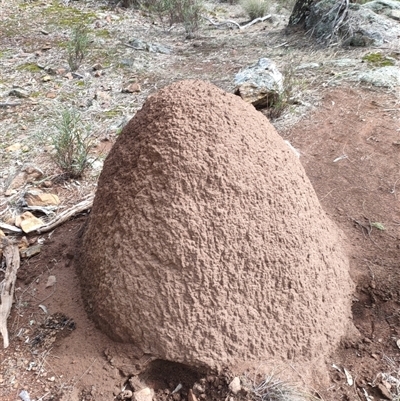 Nasutitermes exitiosus (Snouted termite, Gluegun termite) at Watson, ACT - 13 Jun 2024 by AaronClausen