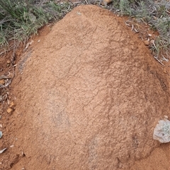 Nasutitermes exitiosus (Snouted termite, Gluegun termite) at Ainslie, ACT - 13 Jun 2024 by AaronClausen