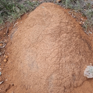 Nasutitermes exitiosus at Ainslie, ACT - 13 Jun 2024