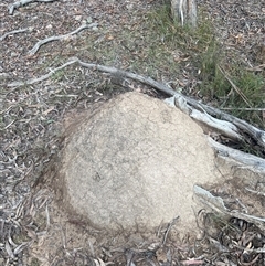 Nasutitermes exitiosus (Snouted termite, Gluegun termite) at Bruce, ACT - 13 Jun 2024 by AaronClausen