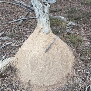 Nasutitermes exitiosus at Bruce, ACT - 13 Jun 2024