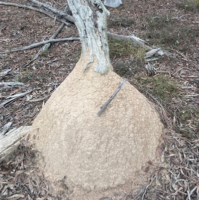 Nasutitermes exitiosus (Snouted termite, Gluegun termite) at Bruce, ACT - 13 Jun 2024 by AaronClausen