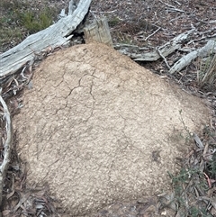 Nasutitermes exitiosus (Snouted termite, Gluegun termite) at Bruce, ACT - 13 Jun 2024 by AaronClausen