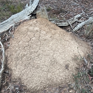 Nasutitermes exitiosus at Bruce, ACT - suppressed