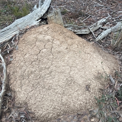 Nasutitermes exitiosus (Snouted termite, Gluegun termite) at Bruce, ACT - 13 Jun 2024 by AaronClausen