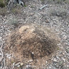 Nasutitermes exitiosus (Snouted termite, Gluegun termite) at Bruce, ACT - 13 Jun 2024 by AaronClausen