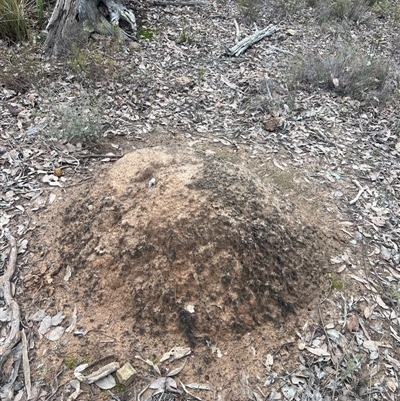 Nasutitermes exitiosus (Snouted termite, Gluegun termite) at Bruce, ACT - 13 Jun 2024 by AaronClausen