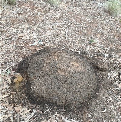 Nasutitermes exitiosus (Snouted termite, Gluegun termite) at Kenny, ACT - 13 Jun 2024 by AaronClausen