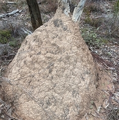 Nasutitermes exitiosus (Snouted termite, Gluegun termite) at Bruce, ACT - 13 Jun 2024 by AaronClausen