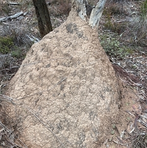 Nasutitermes exitiosus at Bruce, ACT - 13 Jun 2024