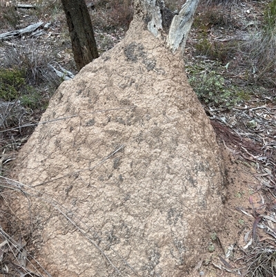 Nasutitermes exitiosus (Snouted termite, Gluegun termite) at Bruce, ACT - 13 Jun 2024 by AaronClausen