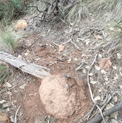 Nasutitermes exitiosus (Snouted termite, Gluegun termite) at Watson, ACT - 13 Jun 2024 by AaronClausen