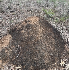 Nasutitermes exitiosus (Snouted termite, Gluegun termite) at Bruce, ACT - 13 Jun 2024 by AaronClausen