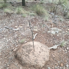 Nasutitermes exitiosus (Snouted termite, Gluegun termite) at Kenny, ACT - 13 Jun 2024 by AaronClausen