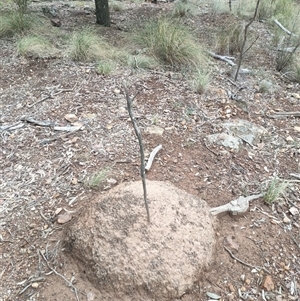 Nasutitermes exitiosus at Kenny, ACT - 13 Jun 2024