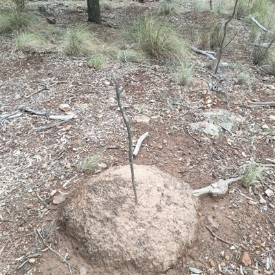 Nasutitermes exitiosus (Snouted termite, Gluegun termite) at Kenny, ACT - 13 Jun 2024 by AaronClausen