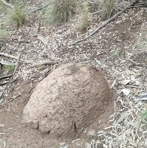 Nasutitermes exitiosus at Kenny, ACT - suppressed