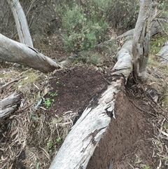 Nasutitermes exitiosus (Snouted termite, Gluegun termite) at Kenny, ACT - 13 Jun 2024 by DonFletcher