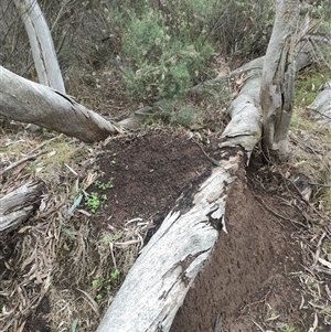 Nasutitermes exitiosus at Kenny, ACT - suppressed