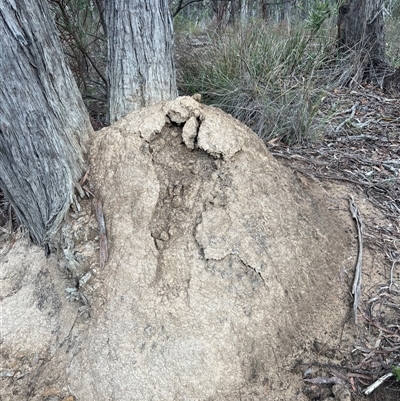 Nasutitermes exitiosus (Snouted termite, Gluegun termite) at Bruce, ACT - 13 Jun 2024 by AaronClausen