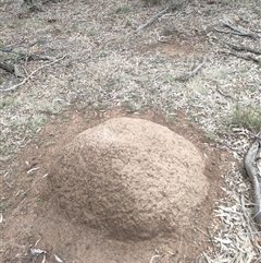 Nasutitermes exitiosus (Snouted termite, Gluegun termite) at Kenny, ACT - 13 Jun 2024 by AaronClausen