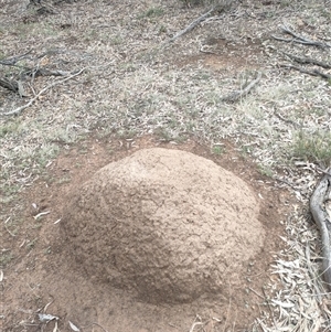 Nasutitermes exitiosus at Kenny, ACT - suppressed