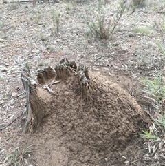 Nasutitermes exitiosus (Snouted termite, Gluegun termite) at Watson, ACT - 13 Jun 2024 by AaronClausen