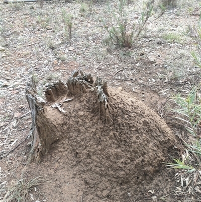 Nasutitermes exitiosus (Snouted termite, Gluegun termite) at Watson, ACT - 13 Jun 2024 by AaronClausen