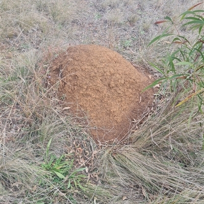 Nasutitermes exitiosus (Snouted termite, Gluegun termite) at Ainslie, ACT - 13 Jun 2024 by AaronClausen