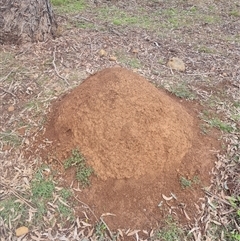 Nasutitermes exitiosus (Snouted termite, Gluegun termite) at Ainslie, ACT - 13 Jun 2024 by AaronClausen